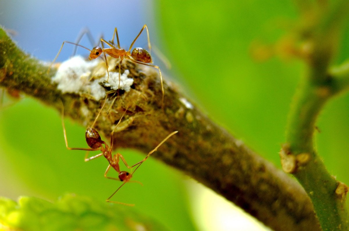 Муравей макро