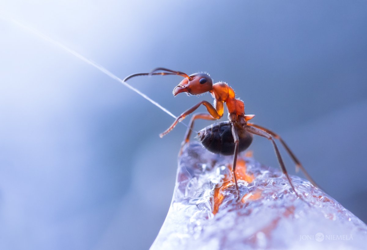 Муравьи Формика Руфа