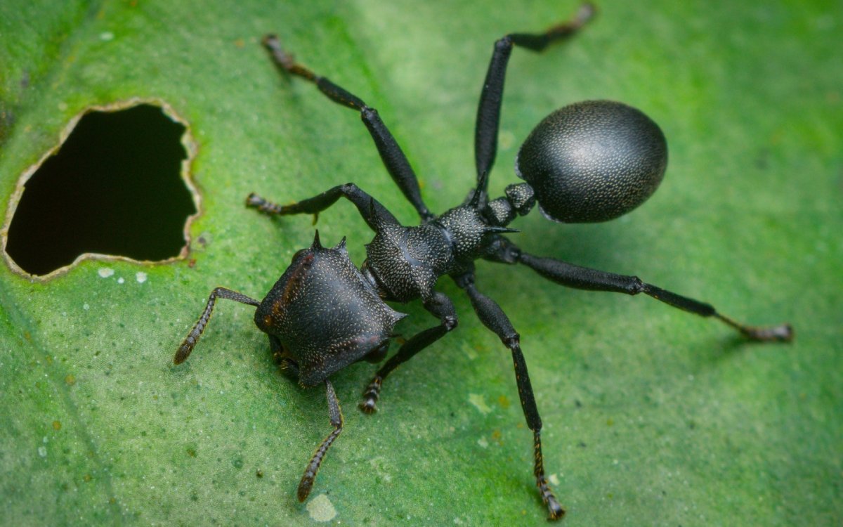 Насекомые на болоте