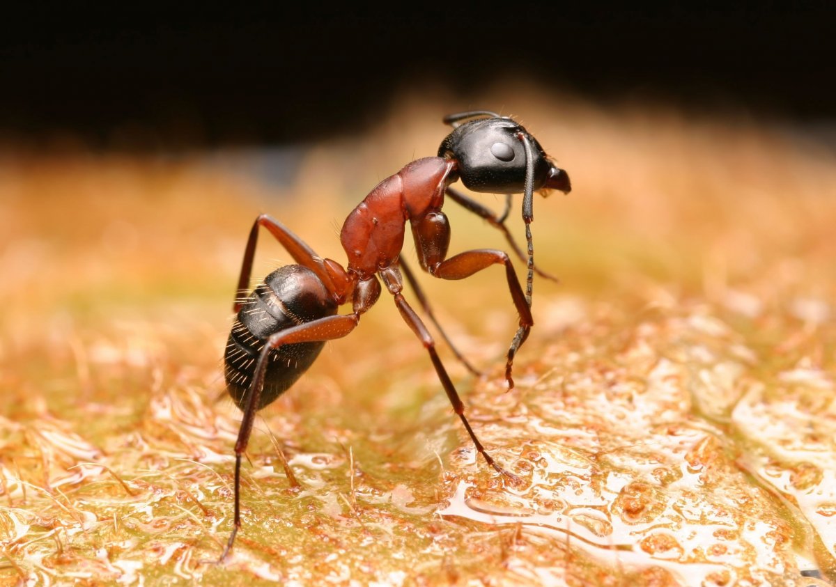 Муравьи харпегнатос сальтатор