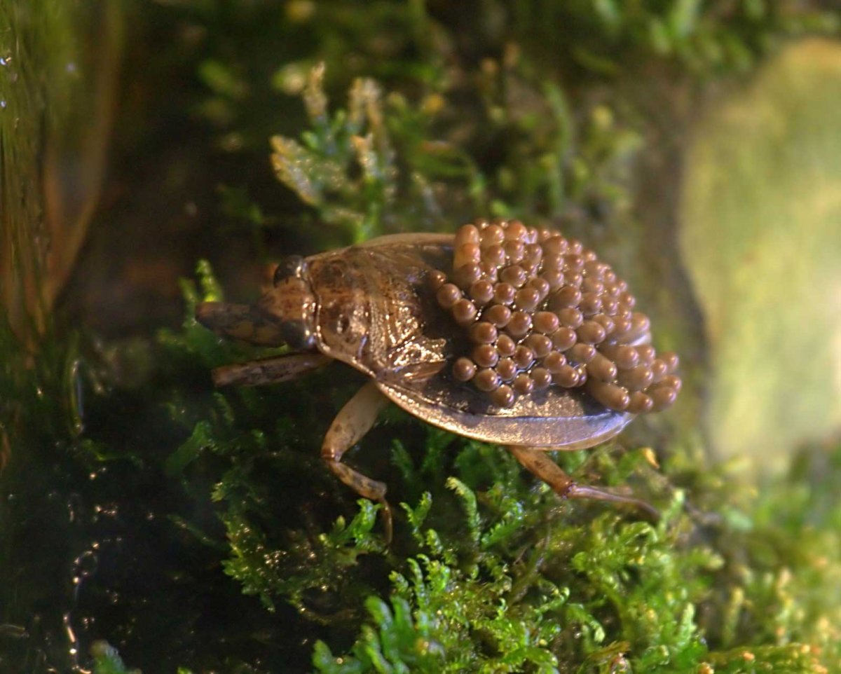 Гигантский водяной клоп укусы