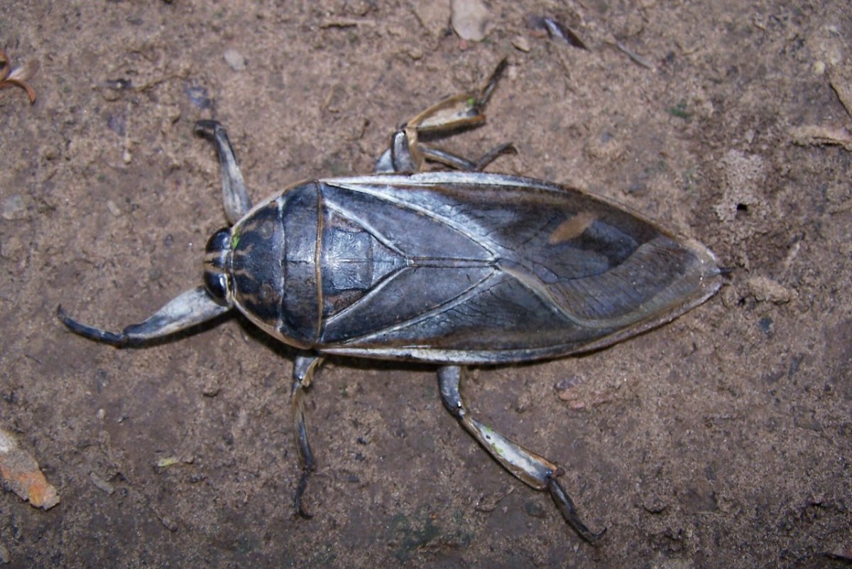 Водяной клоп белостома