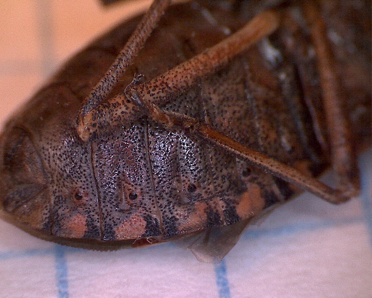 Гигантский клоп убийца