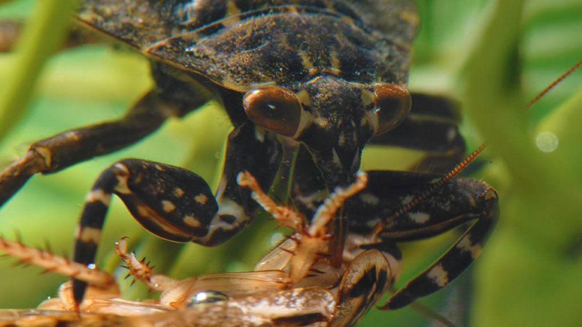 Гигантский водяной клоп белостома
