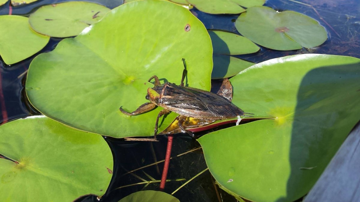 Жук белостома