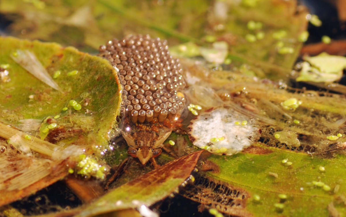 Белостоматиды водяной клоп