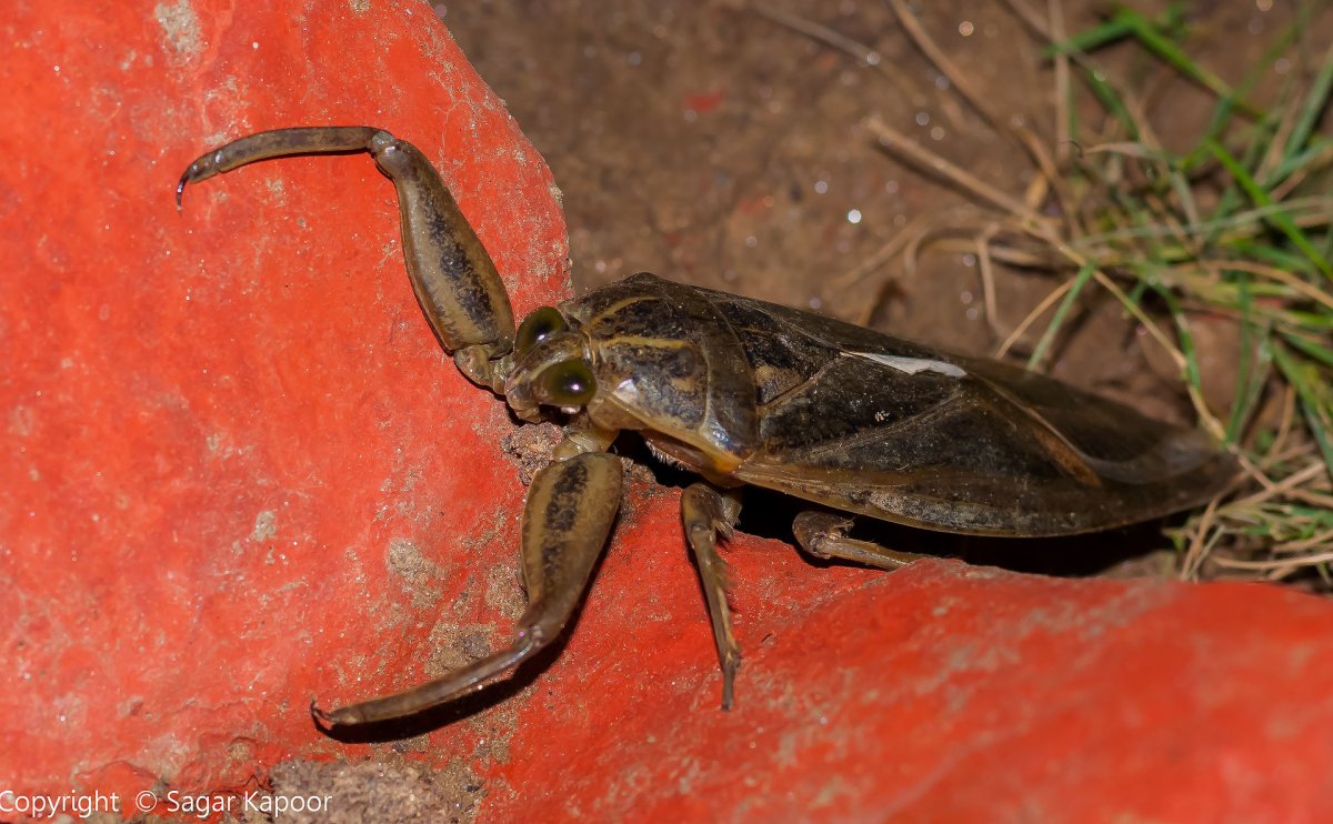 Водяной клоп Пальцекус