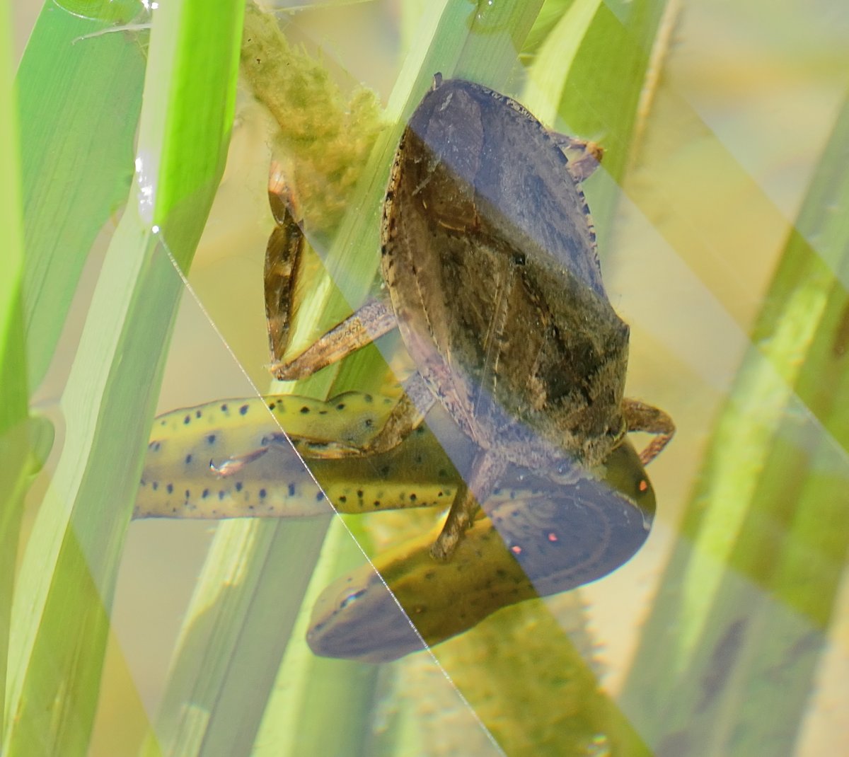 Опасные водяные насекомые