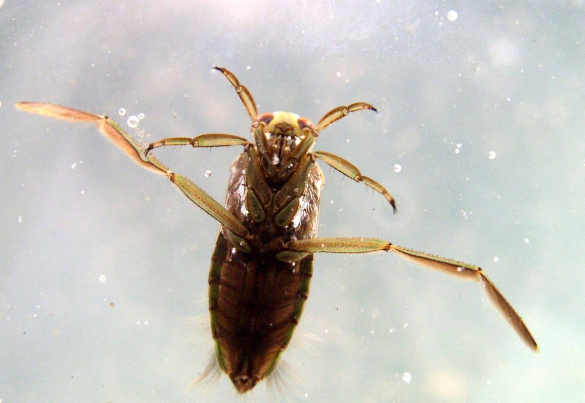 NEPA cinerea (обыкновенный водяной Скорпион)