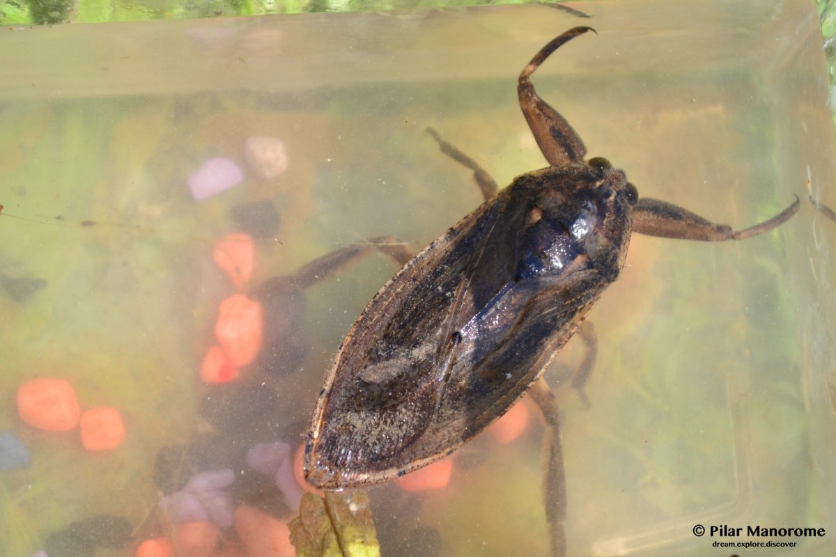 Вьетнамский водяной клоп