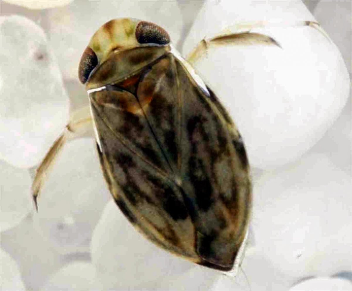 Клоп Micronecta scholtzi