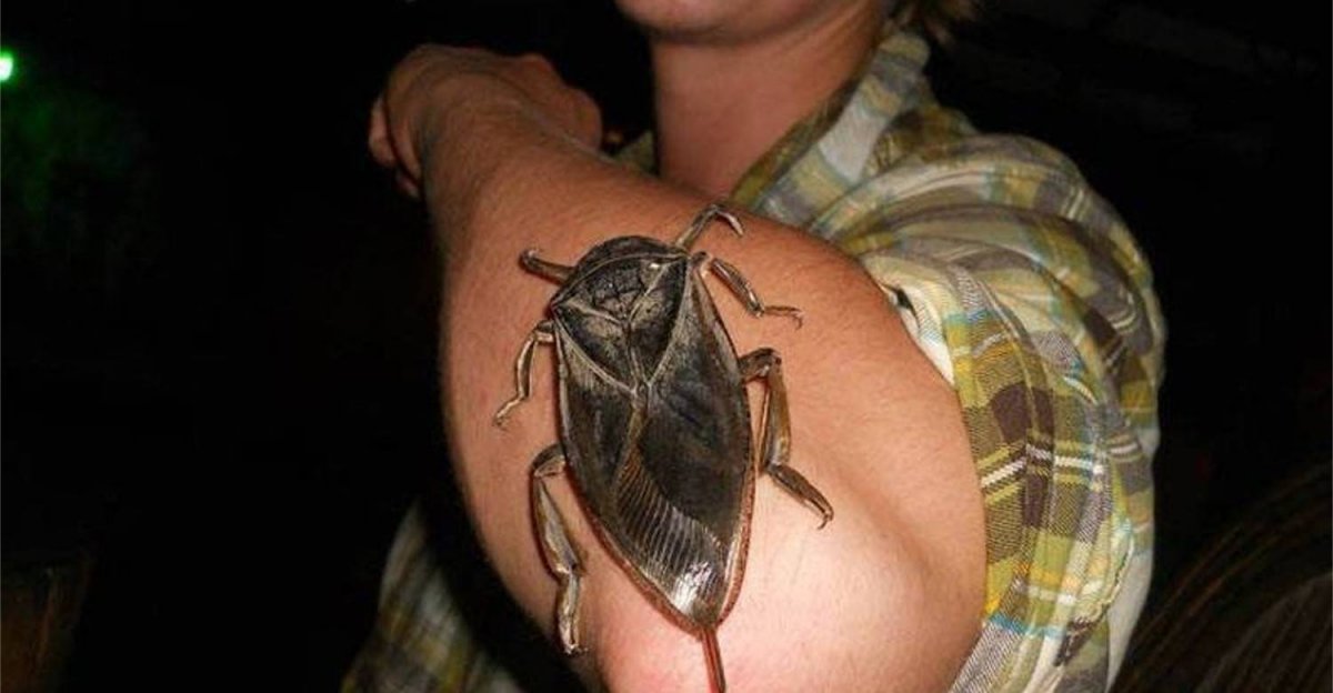 Водяной Жук Гладыш укус