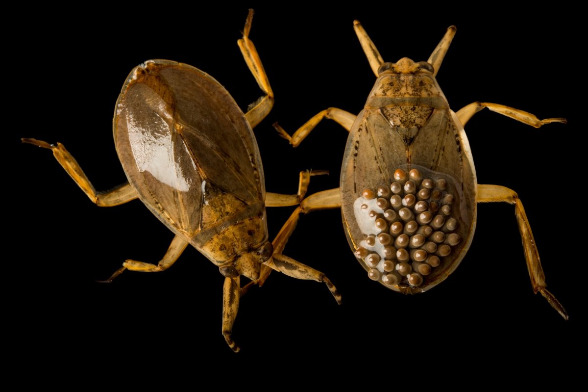 Belostomatidae водяной клоп