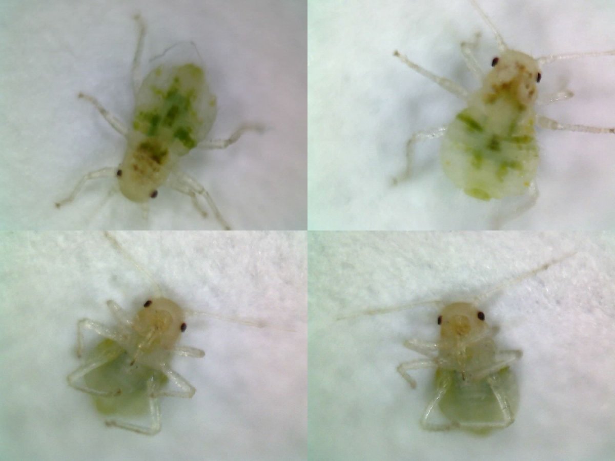 Редкий вид сеноеда