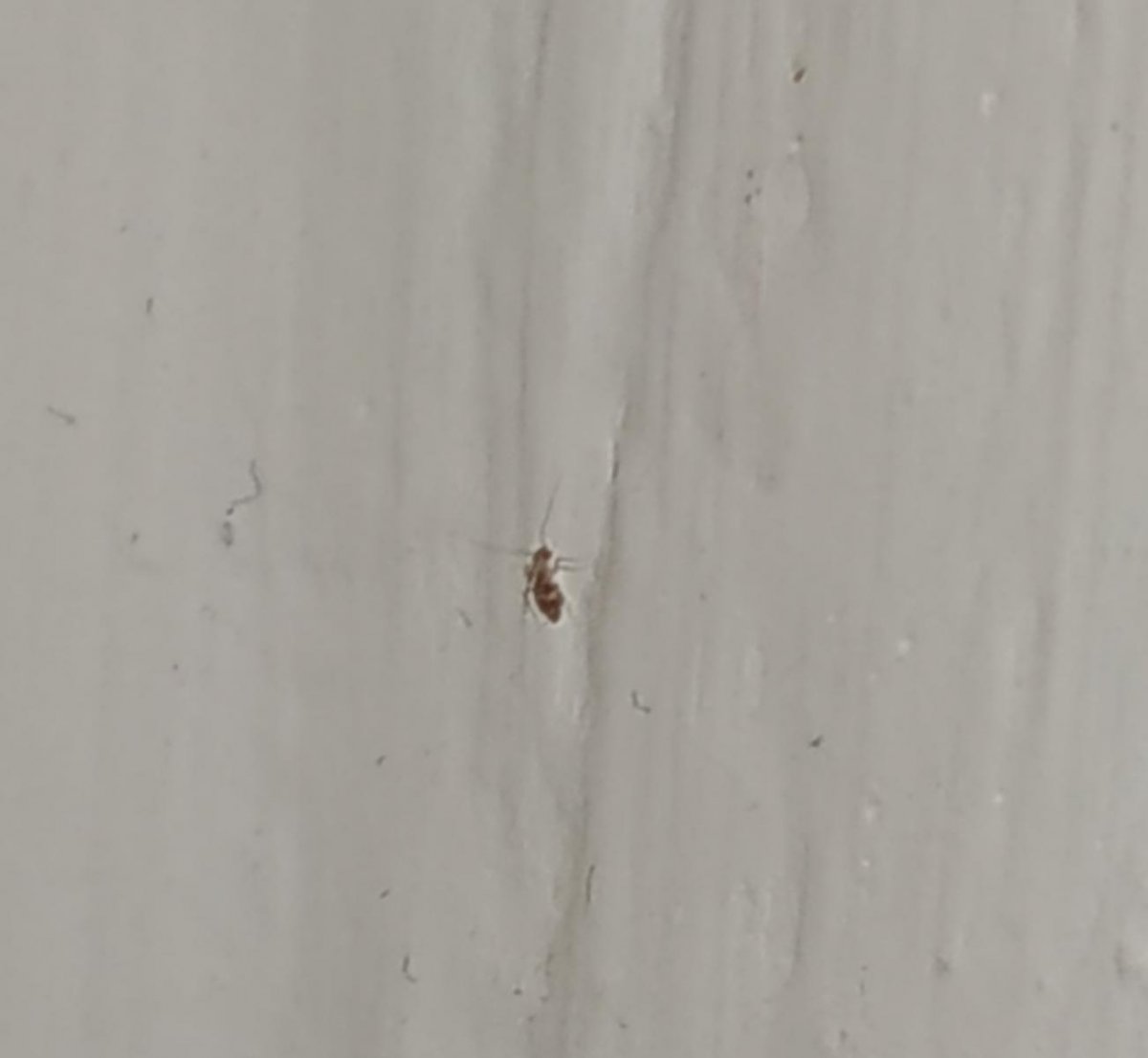 Сеноеды мошки