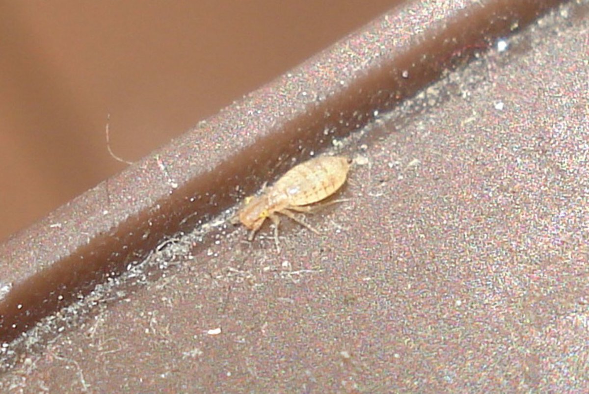 Маленькие жучки в новостройке