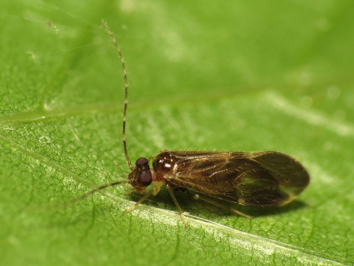 Подуры земляные блохи