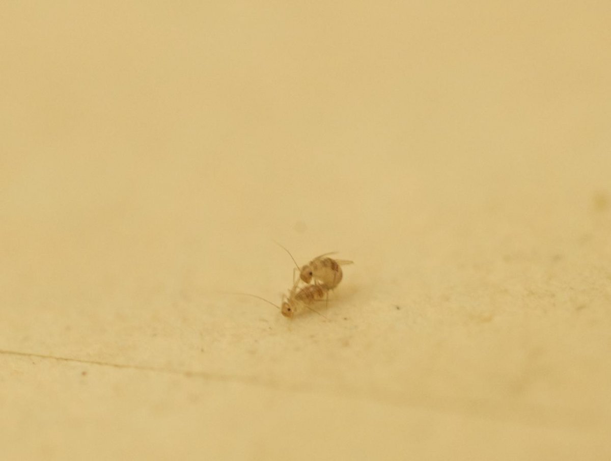 Пыльный (Домовой) сеноед