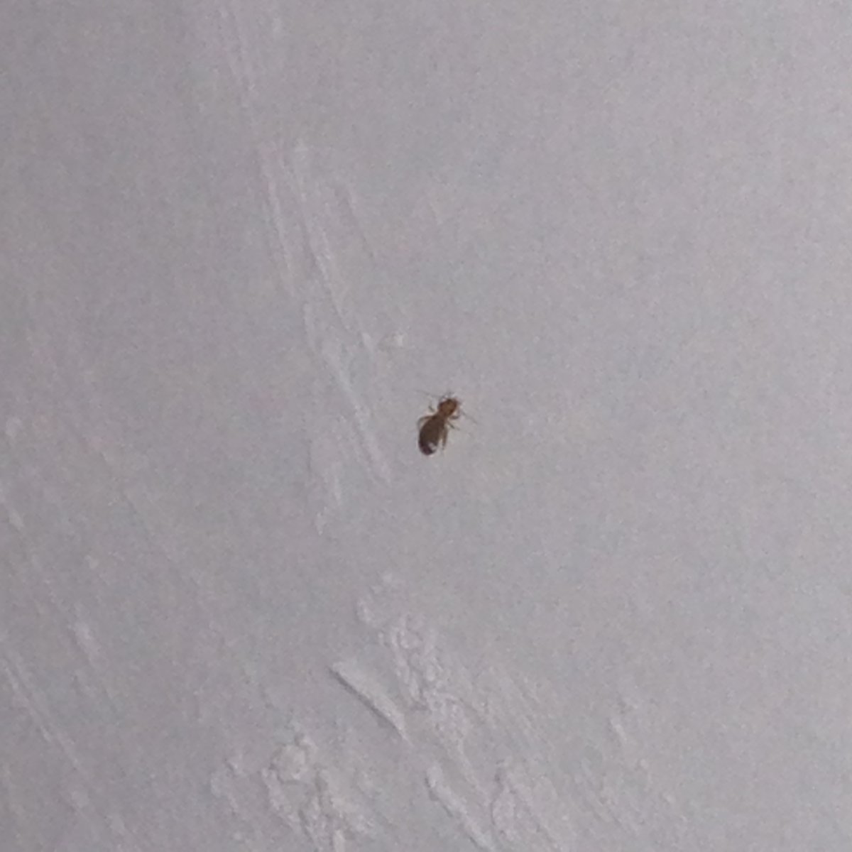 Сеноед и личинка клопа