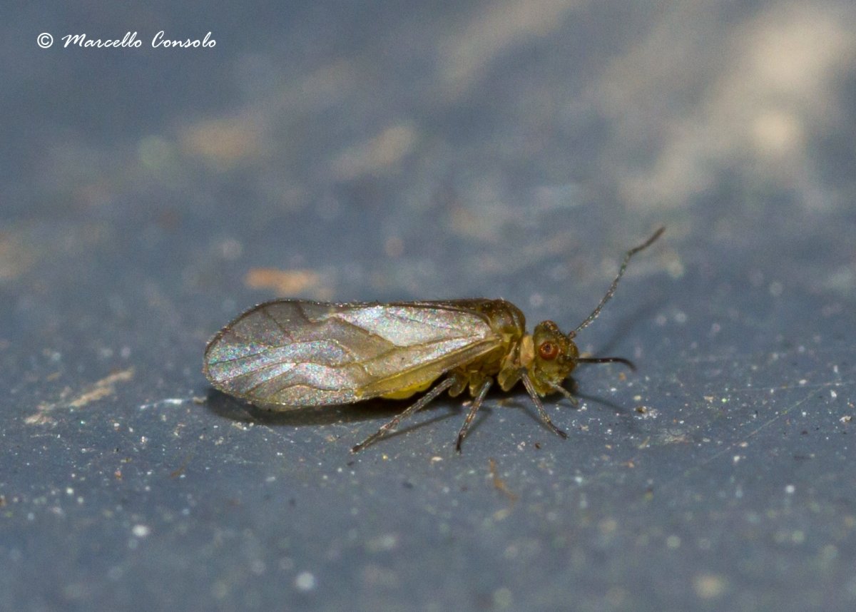 Сеноеды, отряд Psocoptera.