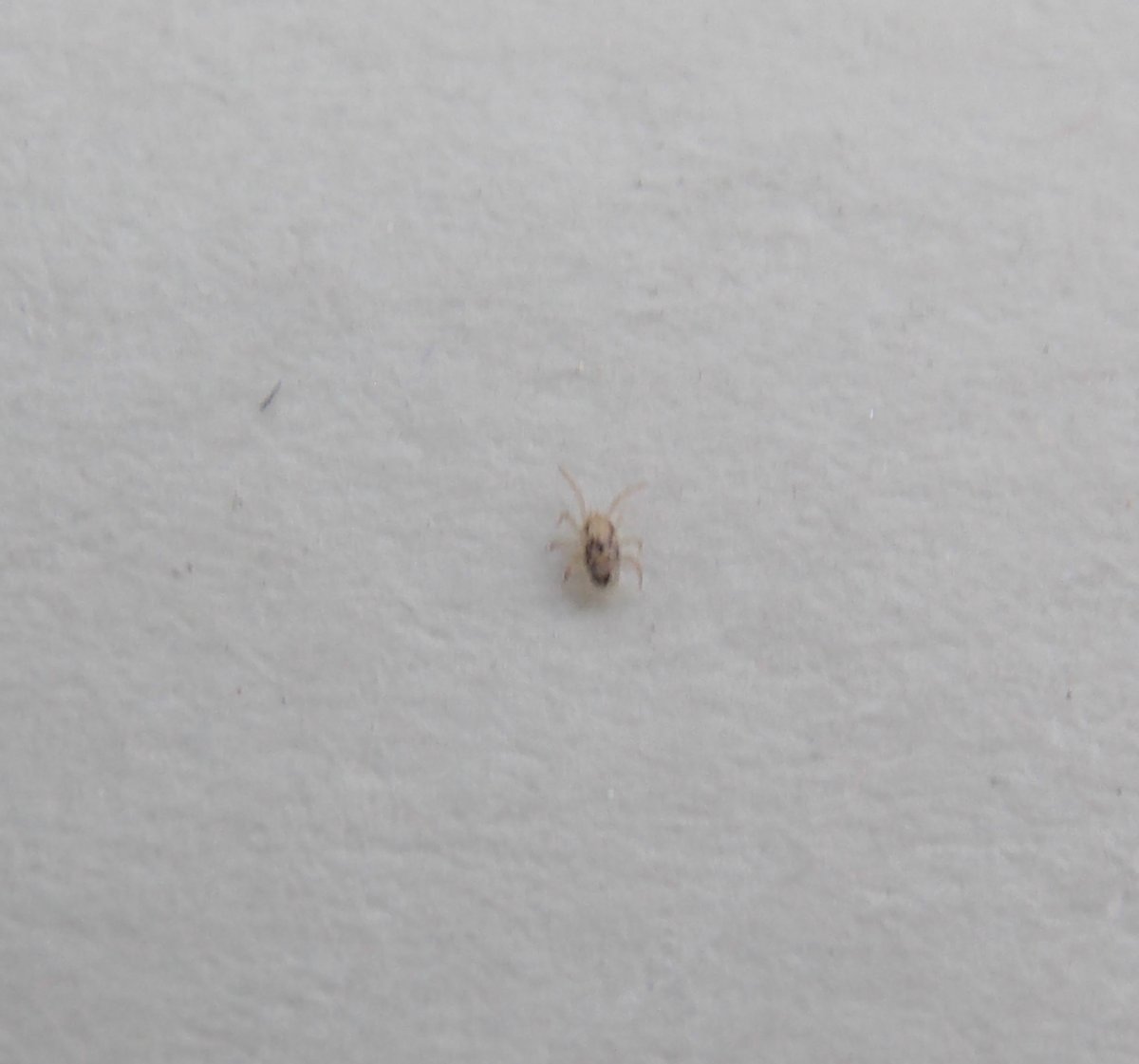 Жук кожеед на подоконнике