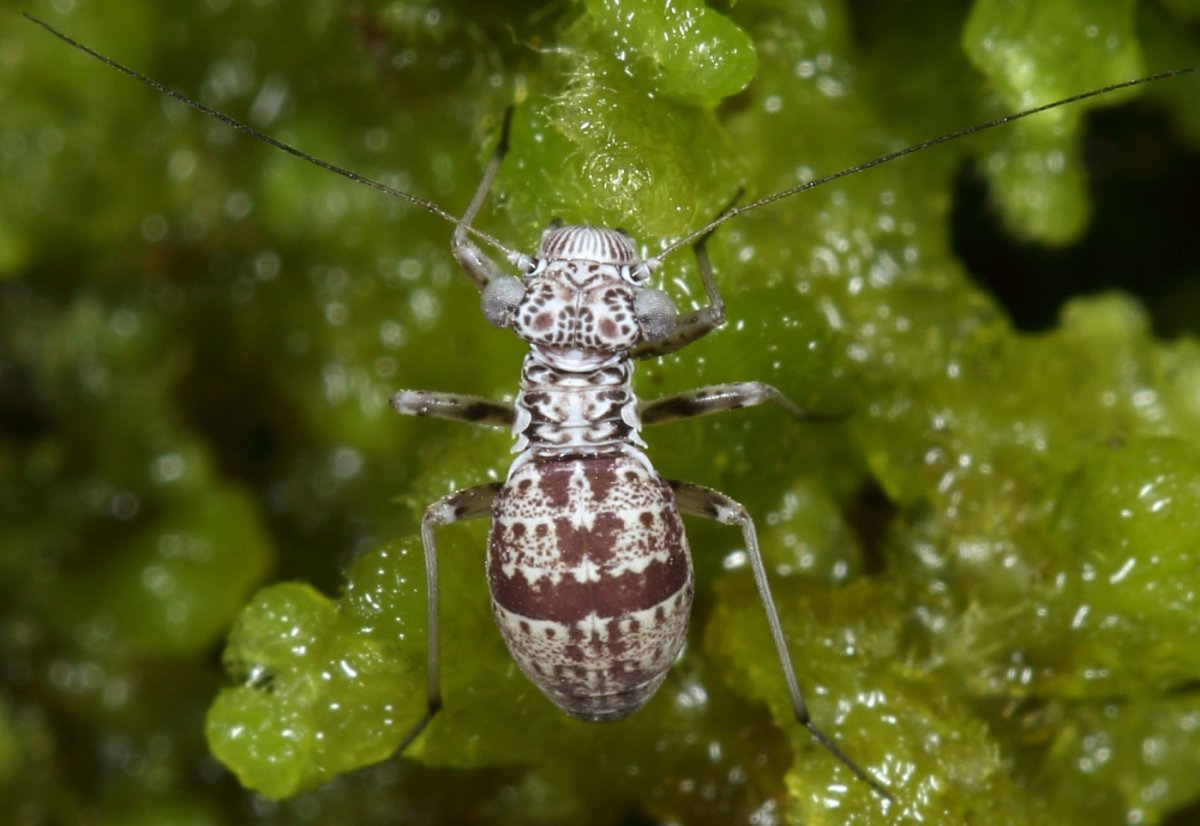 Мелкие насекомые в новостройке