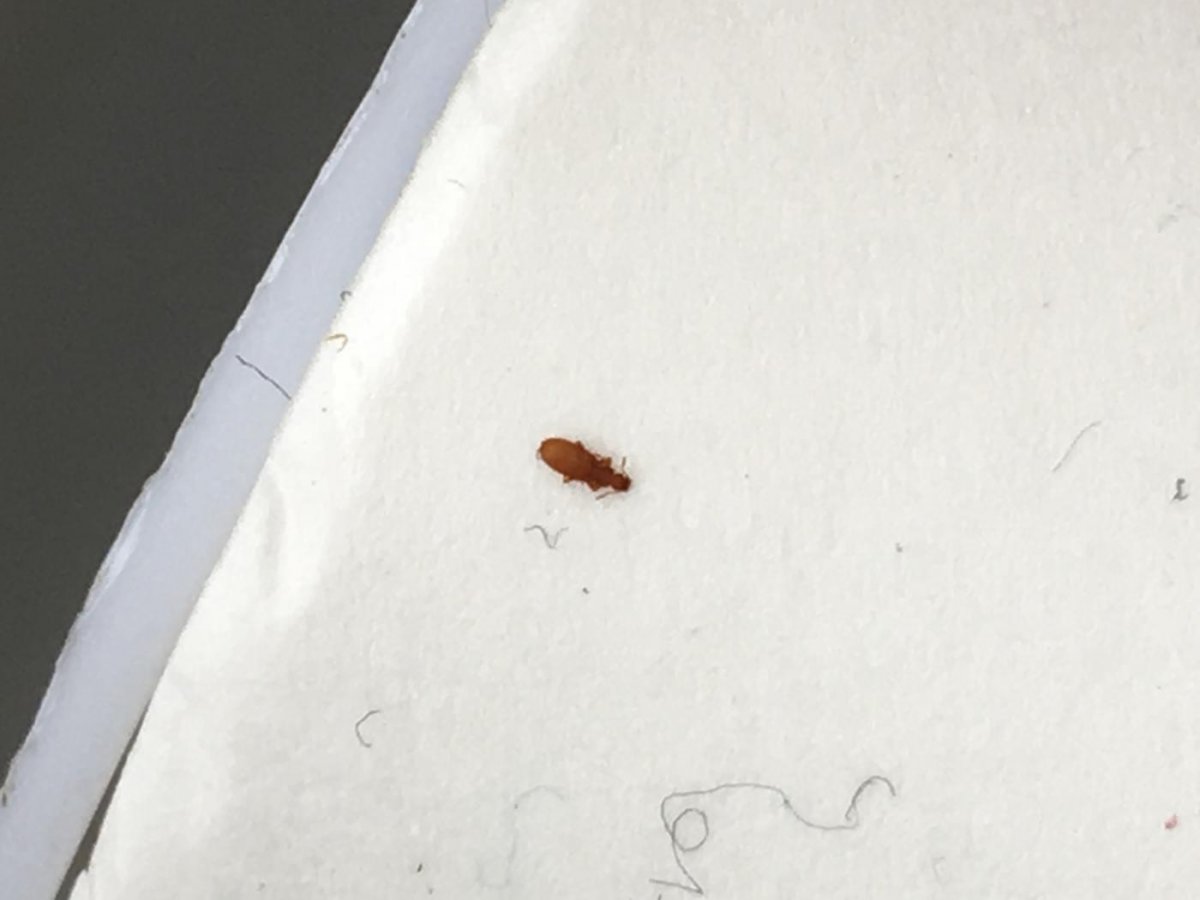 Сеноеды маленькие