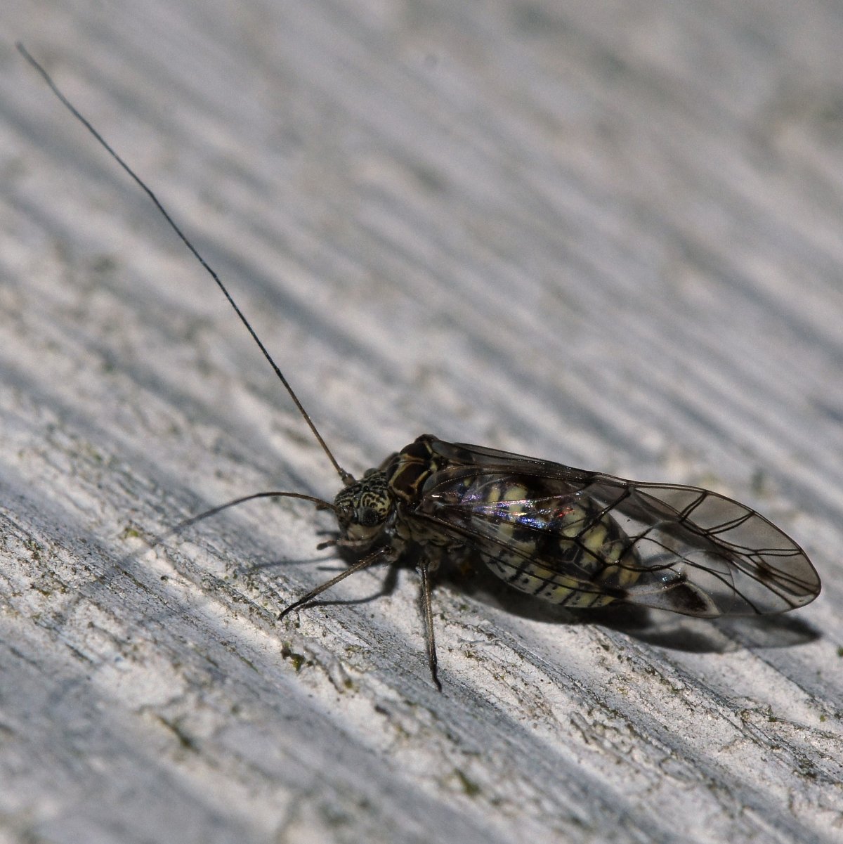 Мокрица Жук