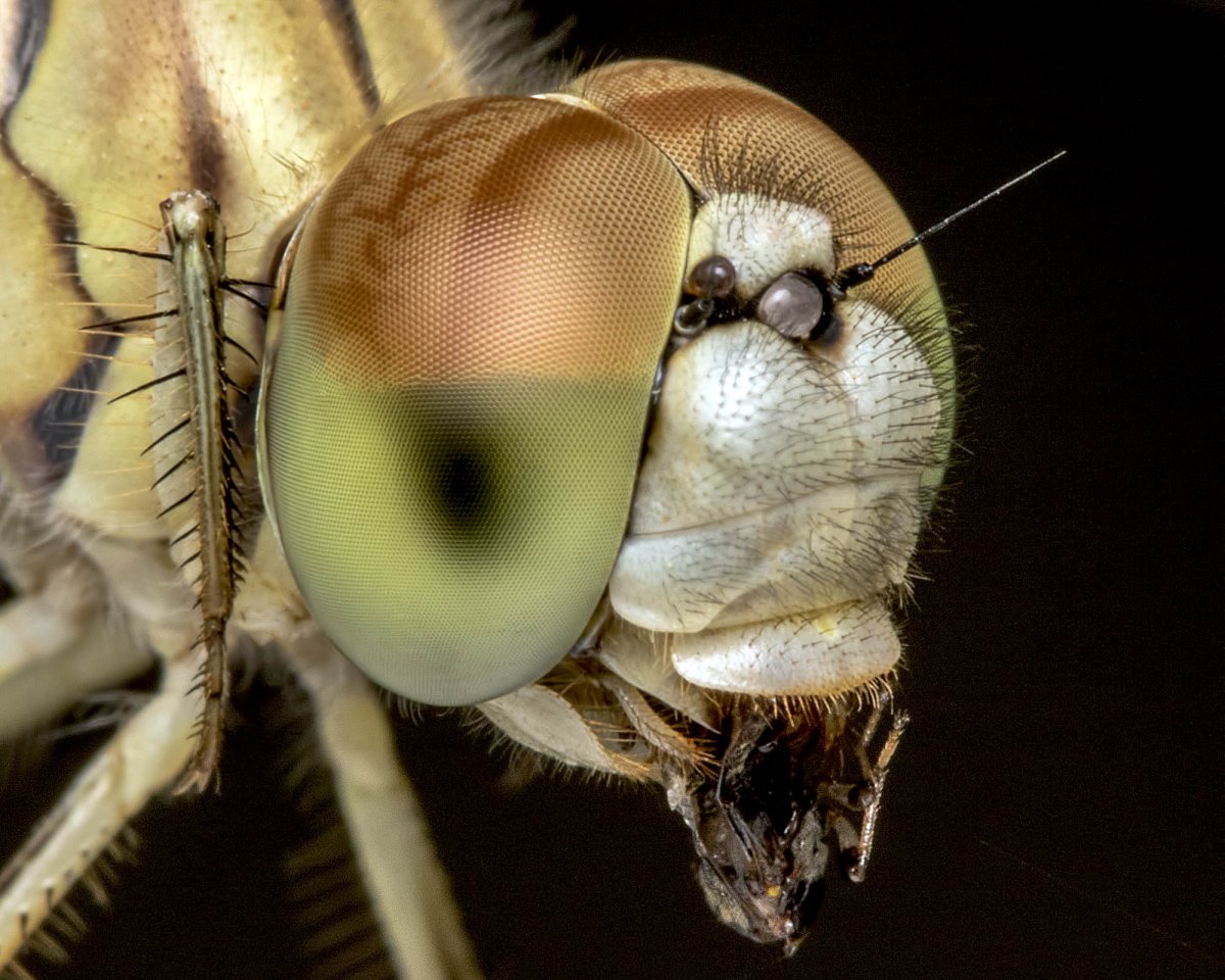 Голова Стрекозы