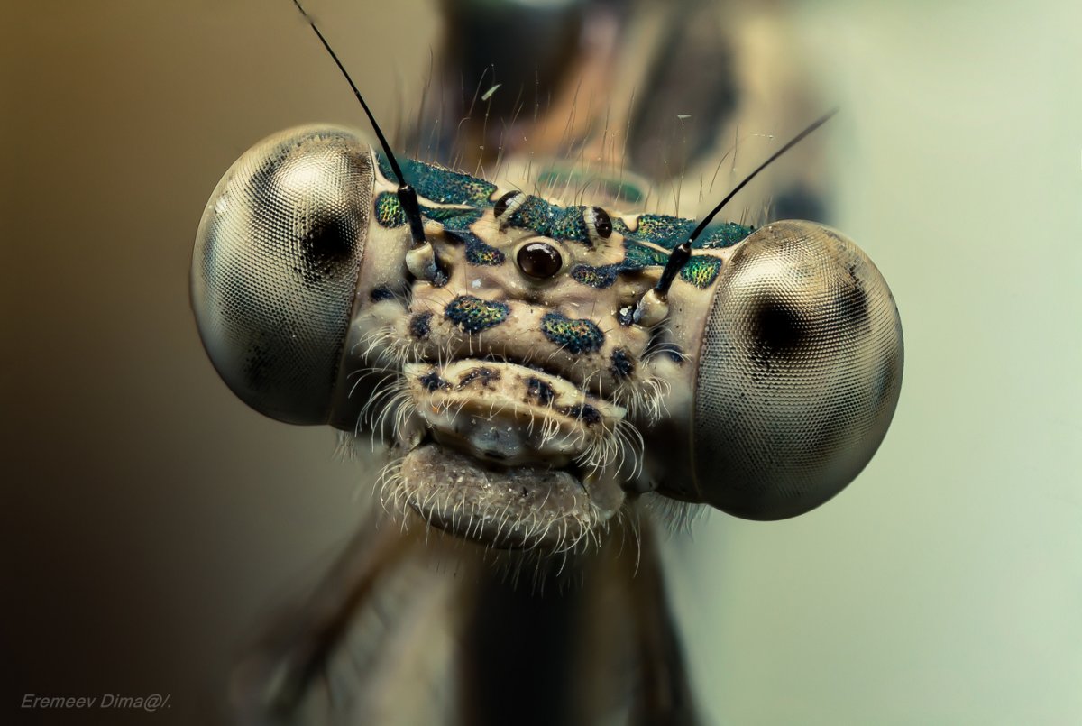 Красивые насекомые