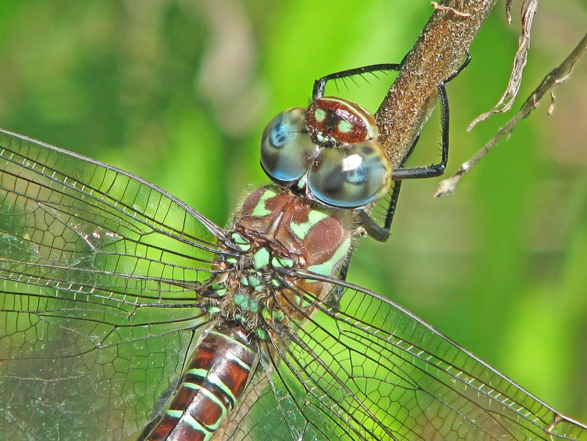 Anisoptera Стрекозы