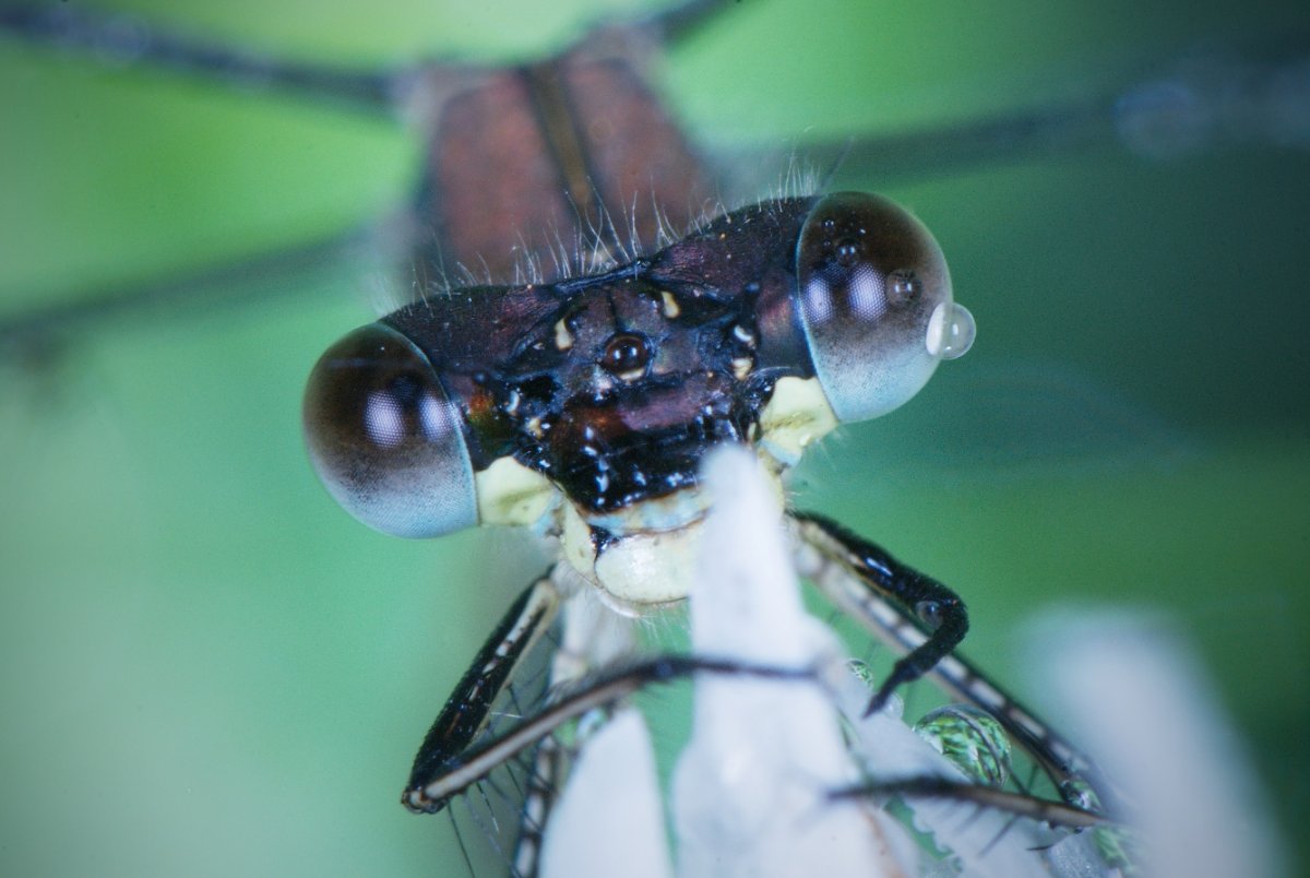 Насекомое с зелеными глазами