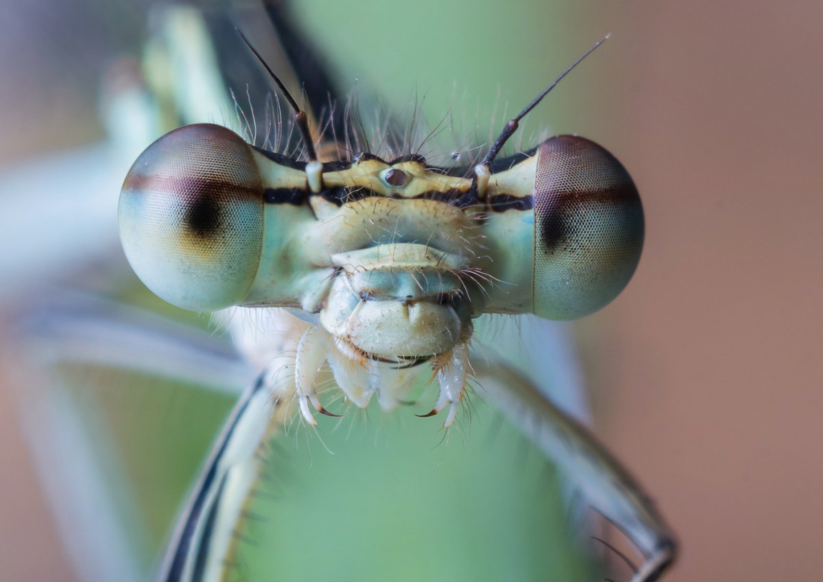 Стрекоза морда