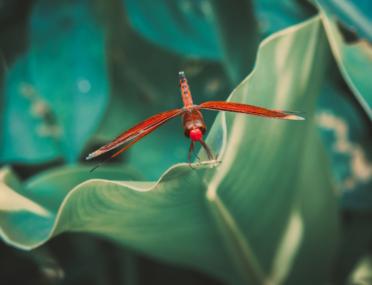 Стрекоза Пьемонтская