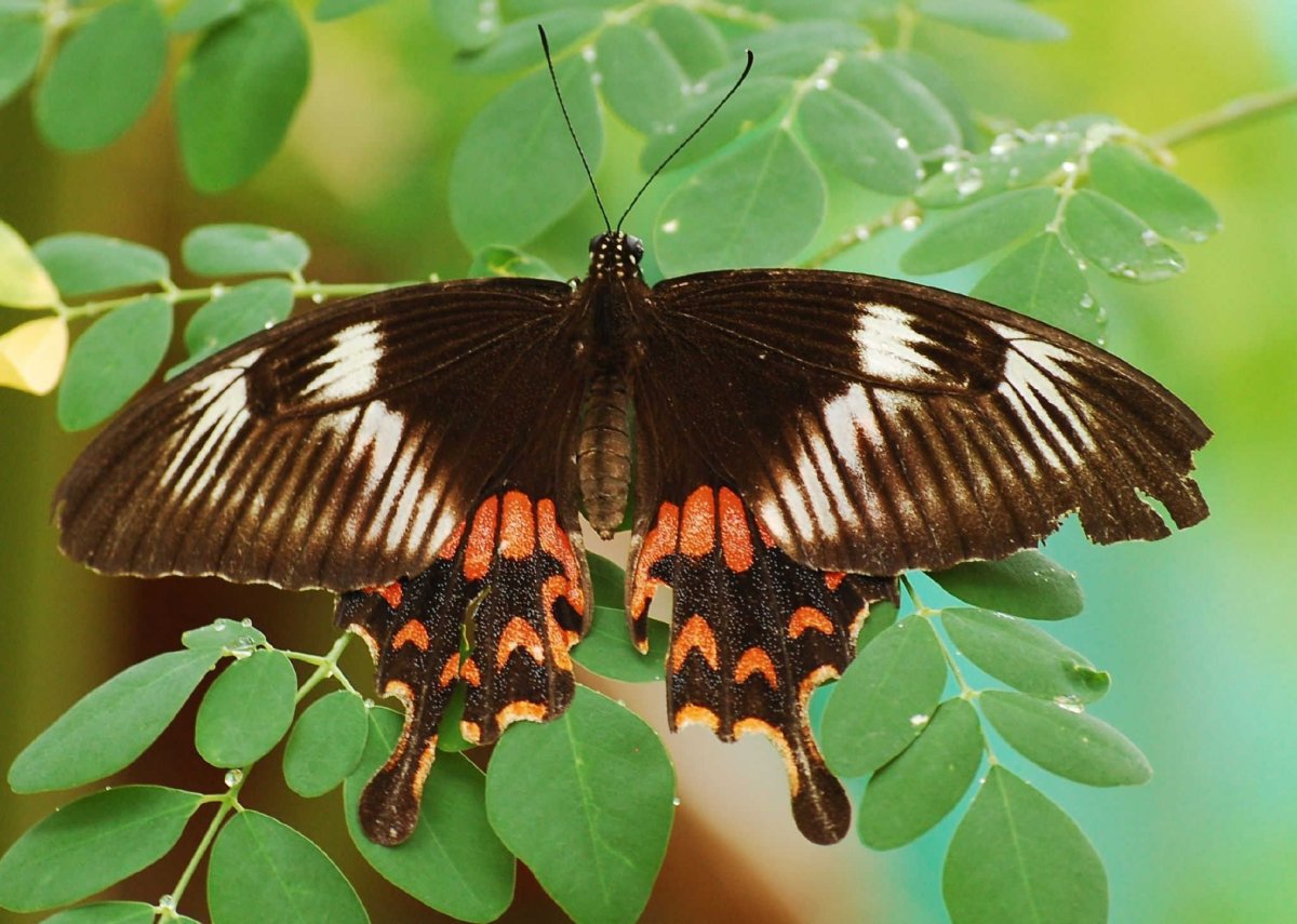 Парусник Коцебу