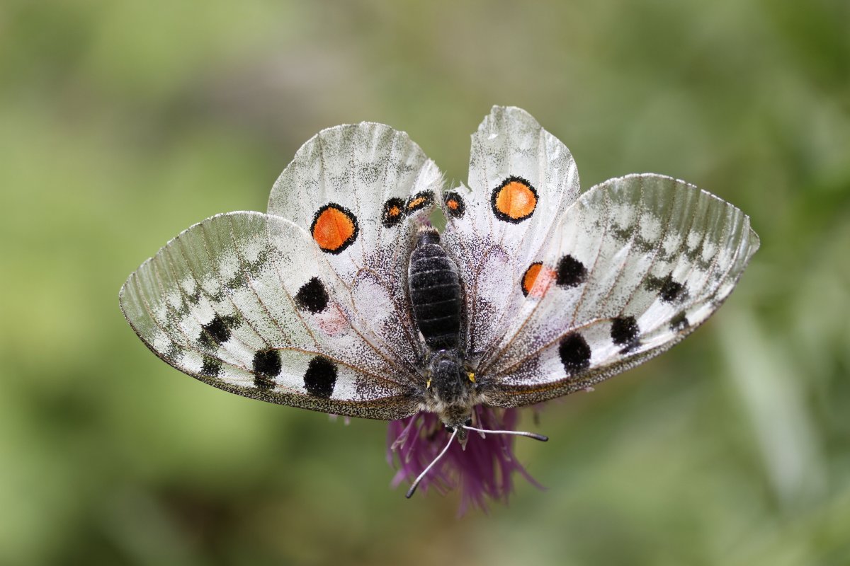 Parnassius Imperator куколка