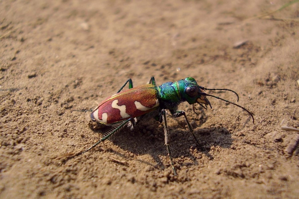 Скакун Приморский Жук