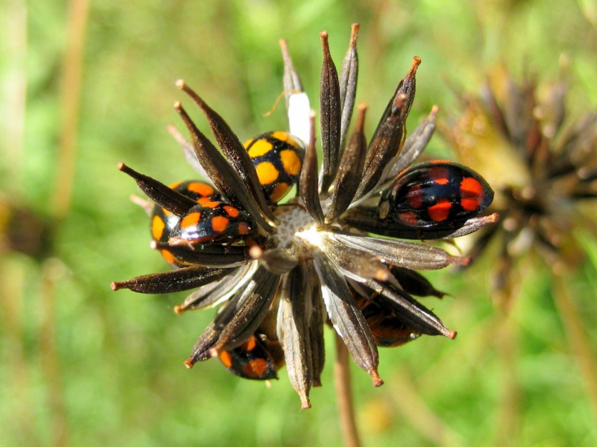 Картинки экзотические насекомые