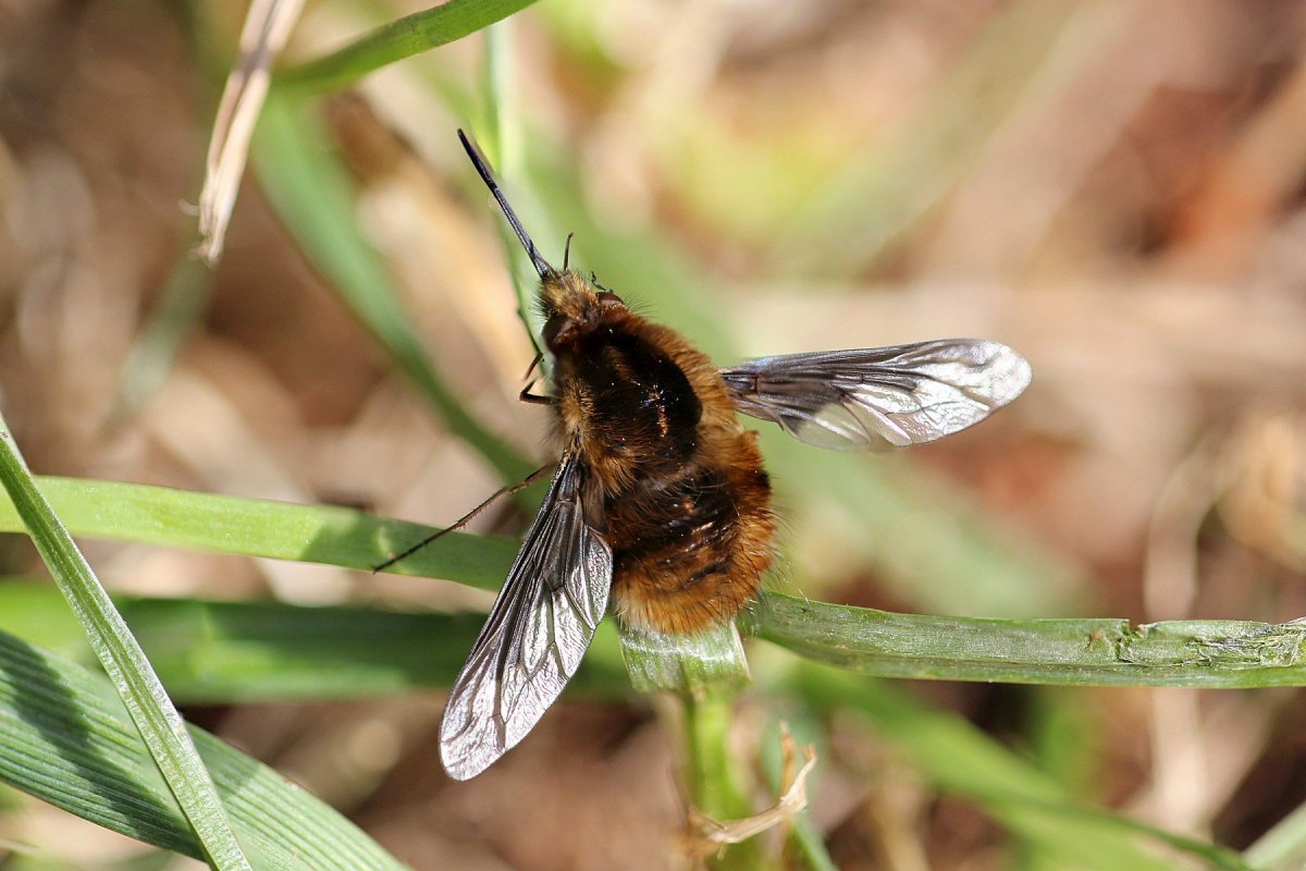 Жужжало большой (Bombylius Major)