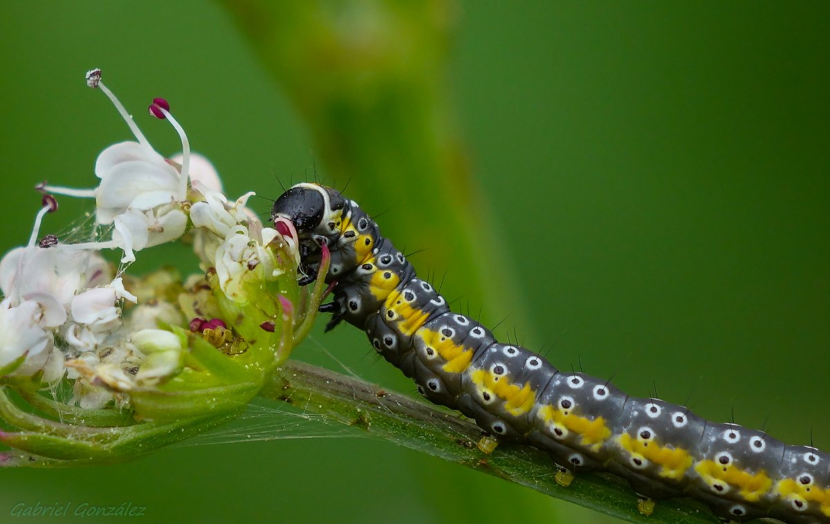 Насекомые Абхазии