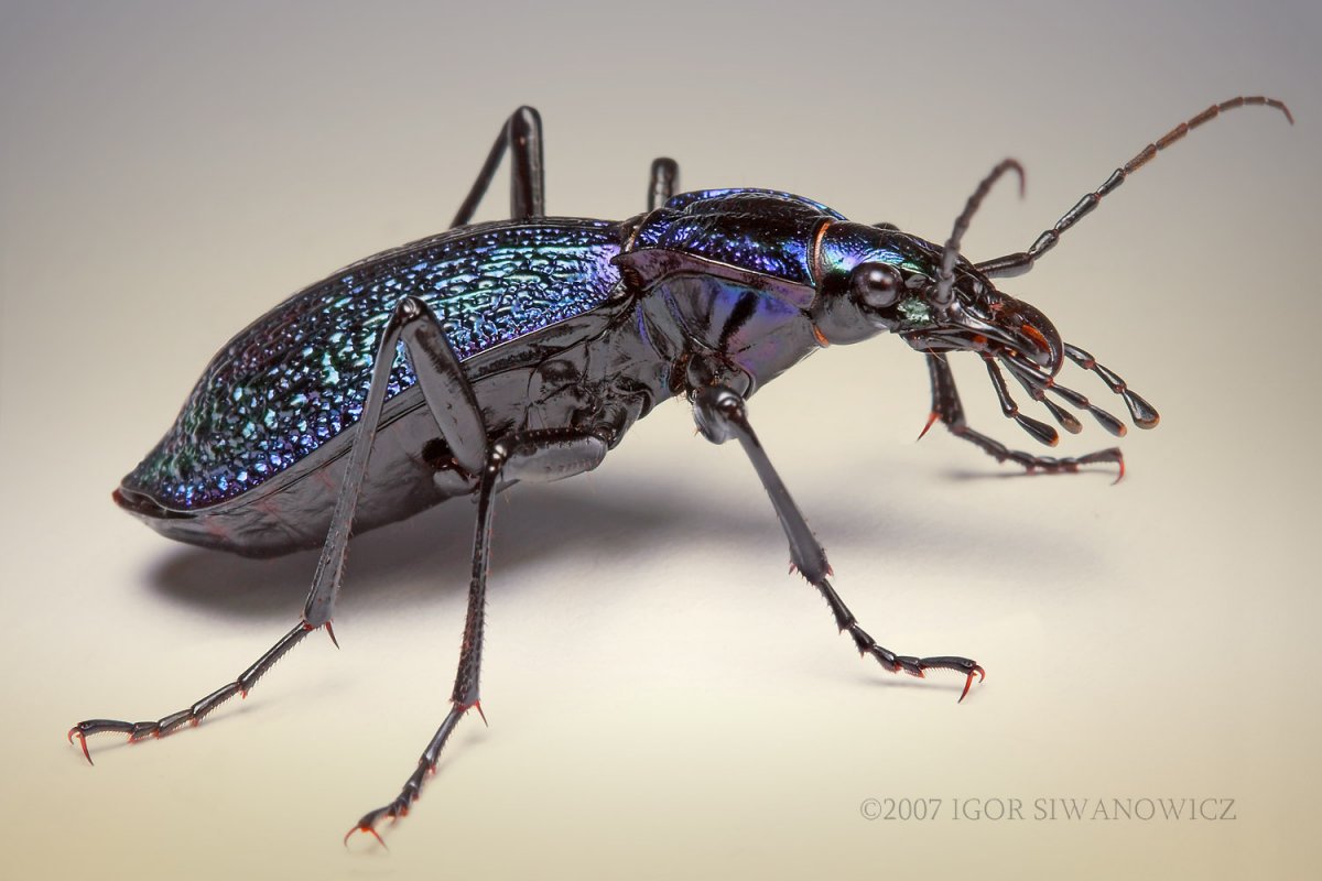 Жужелица Крылья