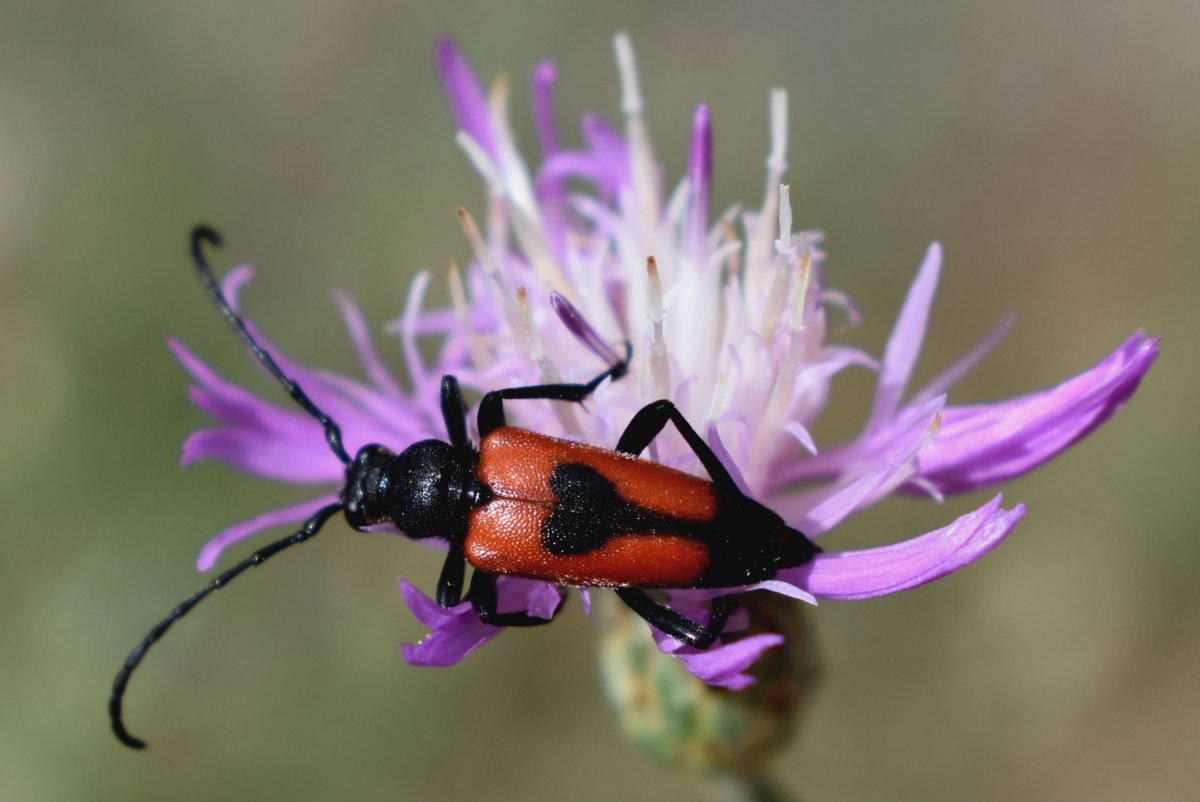 Насекомые Крыма