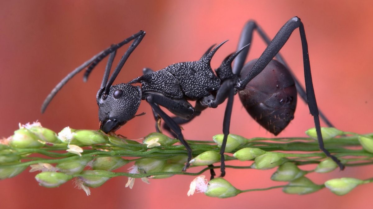 Макросъемка насекомых муравей