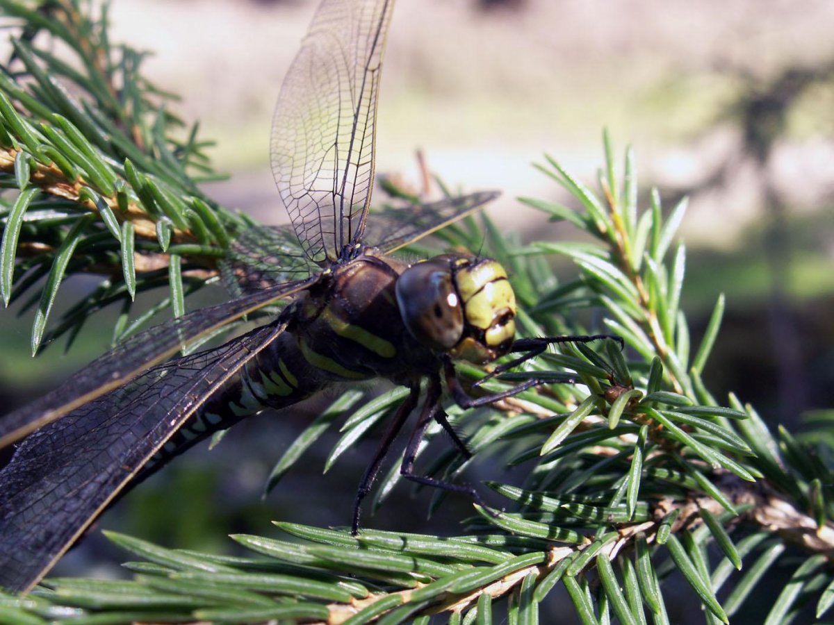 Насекомые Ямала