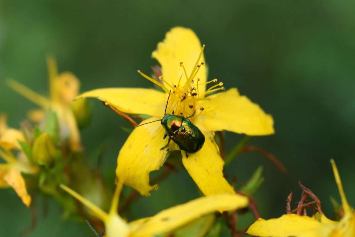 Насекомые Анапы