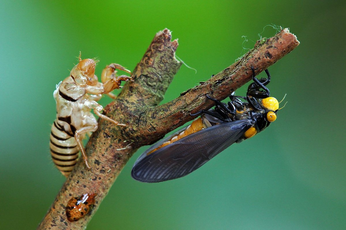 Фонарница насекомое Южной Америки