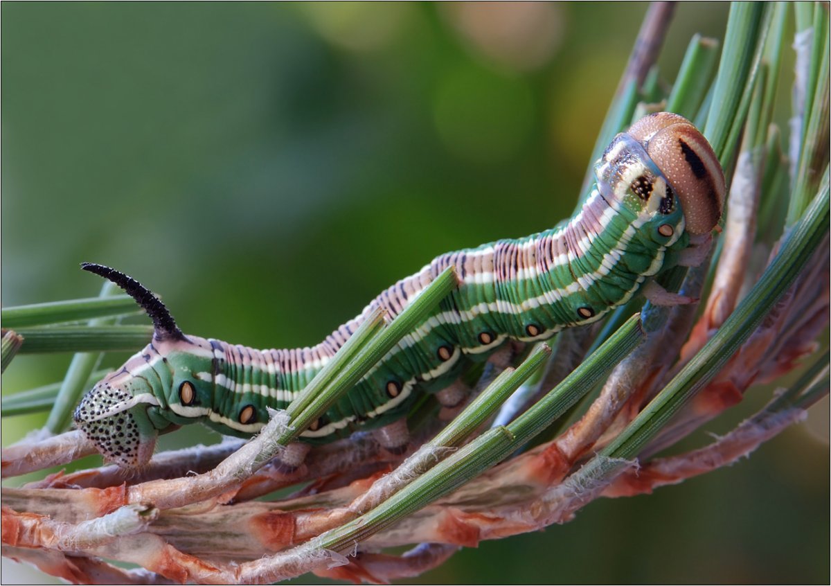 Сосновый Бражник гусеница