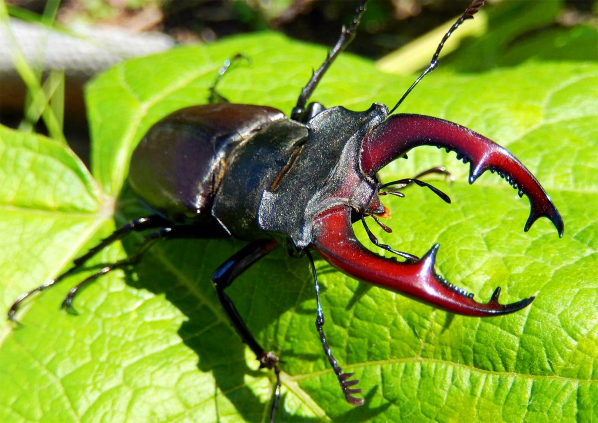 Жук-олень (Lucanus Cervus)