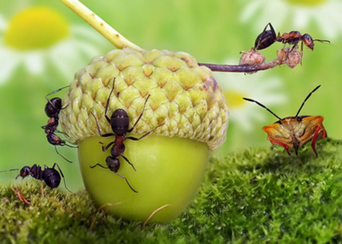 Мир природы насекомые