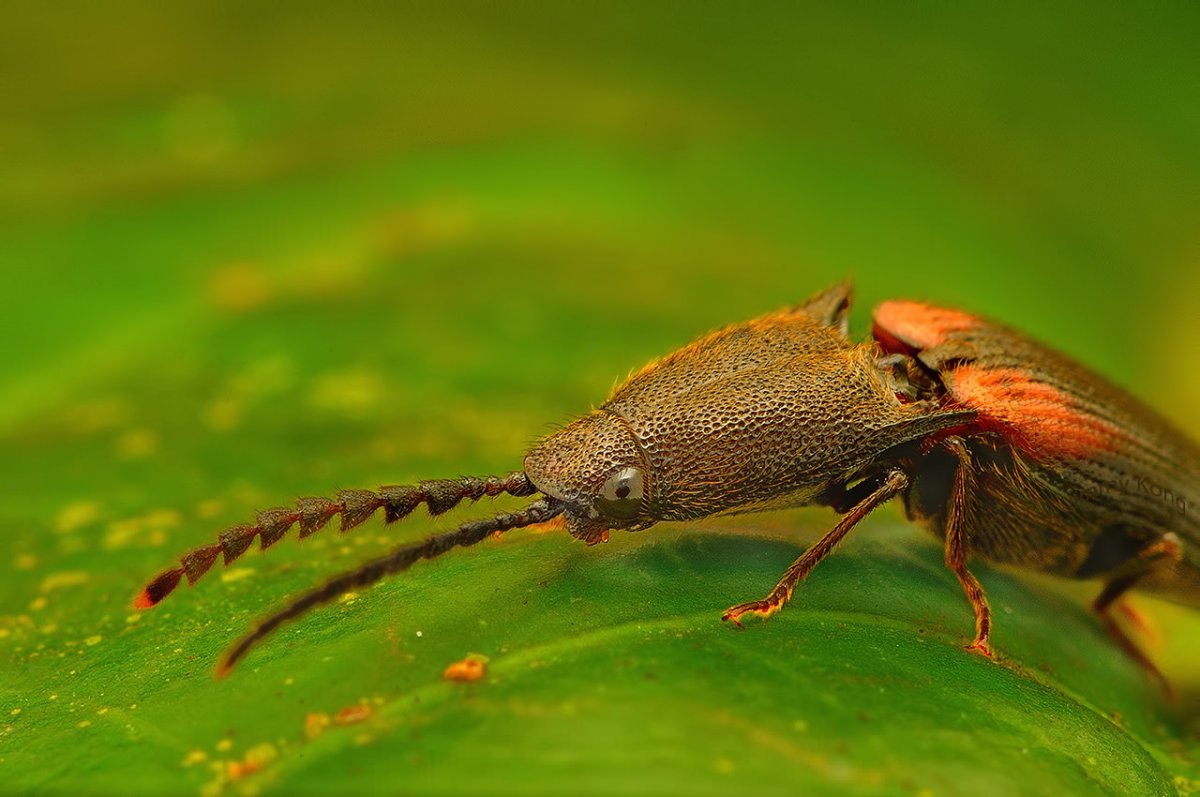 Нелетающие насекомые